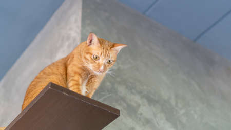 Cute ginger cat sitting on shelves.の写真素材