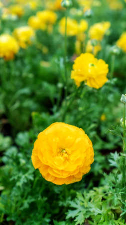 Yellow Ranunculus flower in a garden.の写真素材