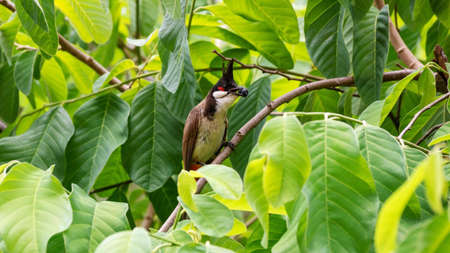 Red-whiskered bulbul (Pycnonotus jocosus) bird perched on a tree.
