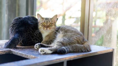 Gray striped cat sitting in the room.の写真素材