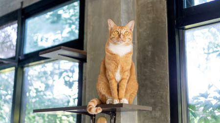 Cute ginger cat sitting on shelves.の写真素材