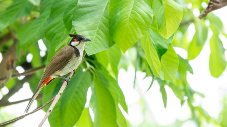 Red-whiskered bulbul (Pycnonotus jocosus) bird perched on a tree.の写真素材