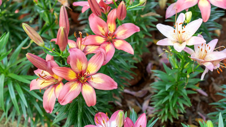 Pink lily flowers in a garden.の写真素材