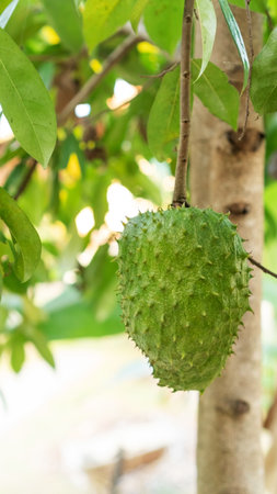 Green soursop fruit hanging on a soursop tree.の写真素材