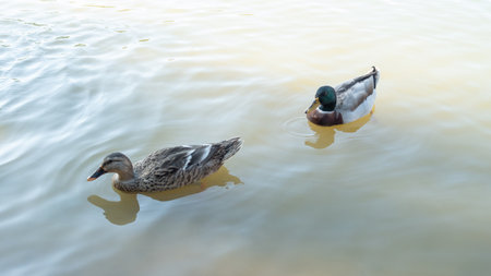 Nakhon Pathom egg duck swimming in a pool.の写真素材