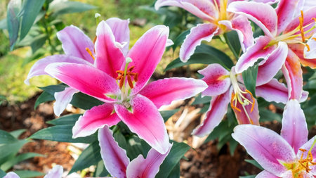 Pink lily flowers in a garden.の写真素材