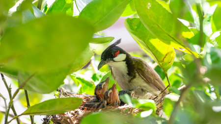 Little red-whiskered bulbul (Pycnonotus jocosus) bird living in a bird's nest.の写真素材