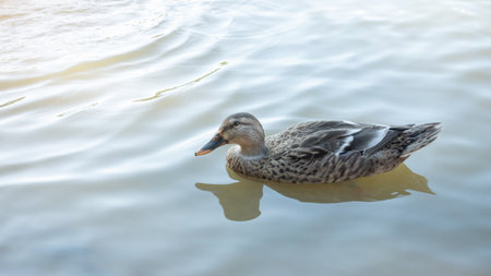 Nakhon Pathom egg duck swimming in a pool.の写真素材