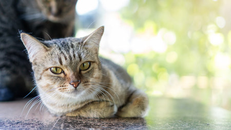 Gray striped cat sitting in the room.の写真素材