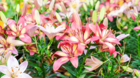 Pink lily flowers in a garden.の写真素材