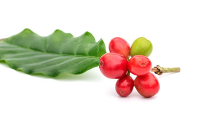 Fresh Arabica coffee beans and leaves on a white background.の写真素材