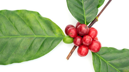 Fresh Arabica coffee beans and leaves on a white background.の写真素材