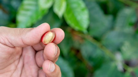 Man peel an arabica coffee bean on a coffee leaves background.の写真素材