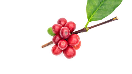 Fresh Arabica coffee beans and leaves on a white background.の写真素材