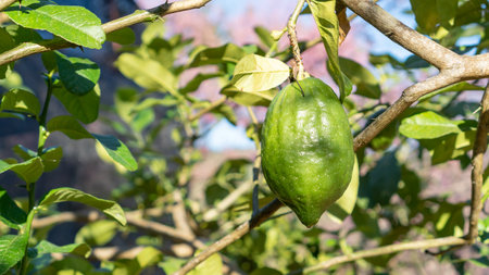 Green citrus bergamia fruit plant in a garden.の写真素材