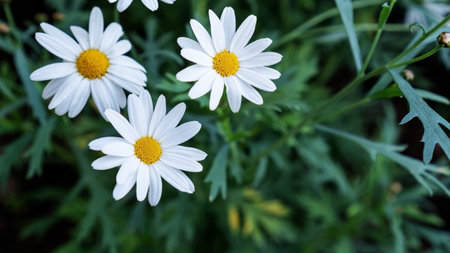 White Chamomile flower in a garden.の写真素材