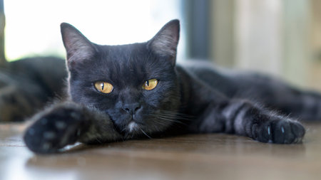 Cute black cat lying in the room.の写真素材