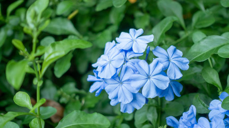 Blue cape leadwort or white plumbago flower plant in a garden.の写真素材