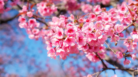 Pink wild Himalayan cherry blossom in a garden.の写真素材