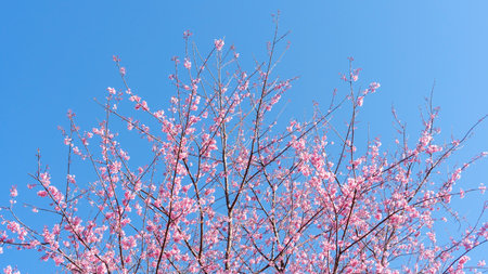 Pink wild Himalayan cherry blossom in a garden.の写真素材