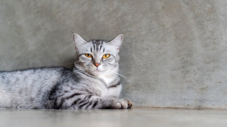Gray striped cat lying in the room.の写真素材