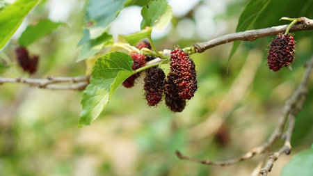 Close up of mulberry fruit in an orchard.の写真素材