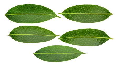 Green Plum leaves on a white background.の写真素材