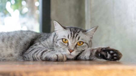 Gray striped cat lying in the room.の写真素材
