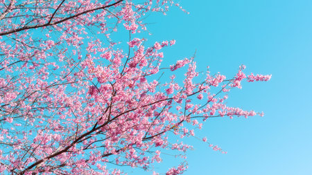 Pink wild Himalayan cherry blossom in a garden.の写真素材