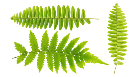 Green fern leaf on a white background.の写真素材