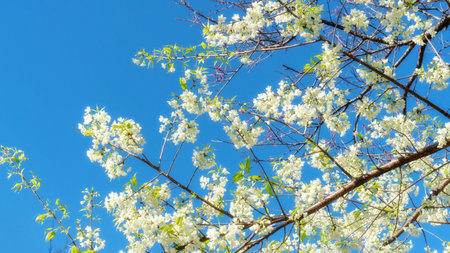 White wild Himalayan cherry blossom in a garden.の写真素材