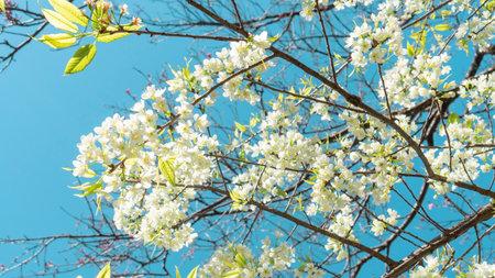 White wild Himalayan cherry blossom in a garden.の写真素材