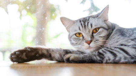 Gray striped cat lying in the room.の写真素材