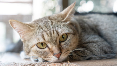 Gray striped cat lying in the room.の写真素材
