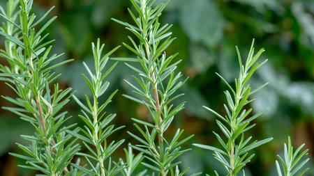 Green rosemary plant in a vegetable garden.の写真素材