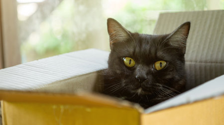 Cute black cat lying in a box.の写真素材