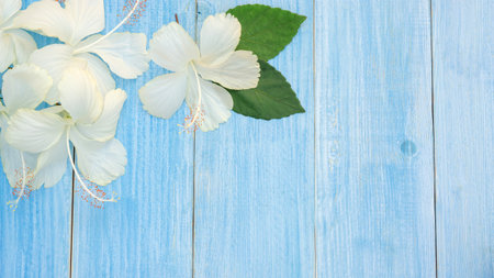 White Hibiscus flowers on a blue wooden table.の写真素材