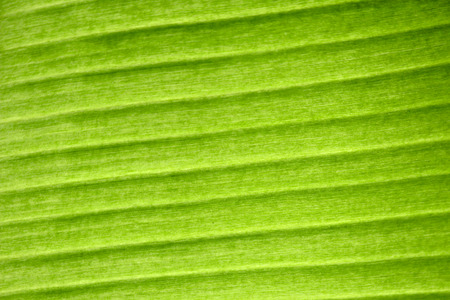  Banana leavesの写真素材