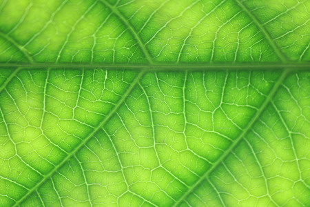  Patterned leaves
