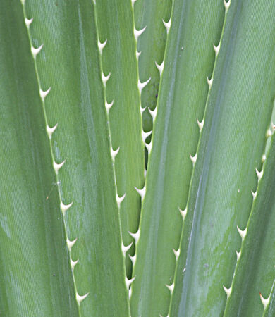 leaves have spinesの写真素材