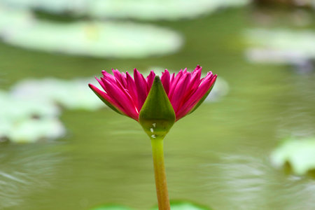 lotus flower close-upの写真素材