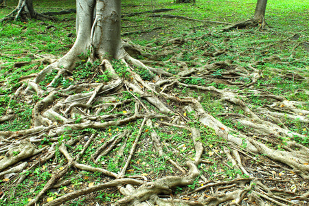 The roots of the banyan forest の写真素材