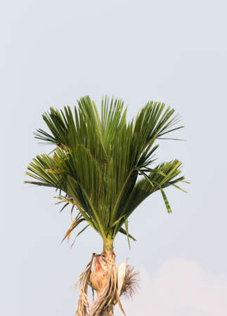 Isolate Palmの写真素材