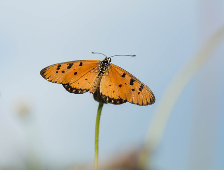 Butterfly wings are the branches .の写真素材