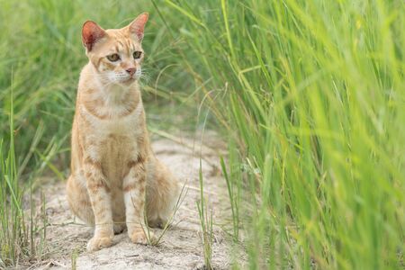 Golden cat looking somethingの写真素材