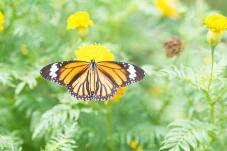 Butterfly sucking nectar from flowersの写真素材