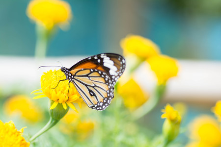 Butterfly sucking nectar from flowersの写真素材