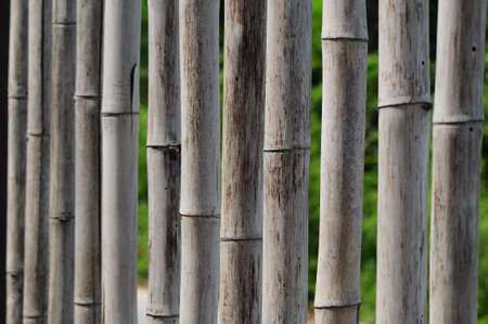 Bambooの写真素材