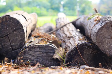 Wood logs in the park