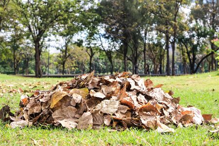 Fallen leaves on the grass floorの写真素材